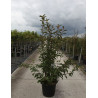 VIBURNUM bodnantense CHARLES LAMONT (Viorne de Bodnant Charles Lamont) En pot de 30-35 litres forme buisson hauteur 125-150 cm