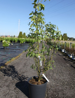 LABURNUM watereri VOSSII En pot de 15-20 litres