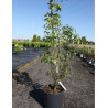 LABURNUM watereri VOSSII (Cytise de Vos) En pot de 15-20 litres forme buisson