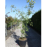 LABURNUM watereri VOSSII (Cytise de Vos) En pot de 25-30-35 litres forme buisson