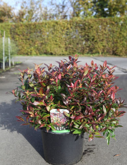 LEUCOTHOE scarletta ZEBLID En pot de 10-12 litres