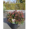 LEUCOTHOE scarletta ZEBLID (Leucothoé) En pot de 10-12 litres forme buisson extra