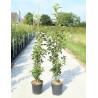 MALUS GOLDEN HORNET (Pommier d'ornement) En pot de 12-15 litres forme baliveau hauteur 150-200 cm