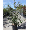 MALUS SUGAR TYME (Pommier d'ornement) En pot de 15-20 litres forme buisson hauteur 080-100 cm