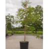 METASEQUOIA glyptostroboides (Metaséquoia) En pot de 15-20 litres hauteur 125-150 cm