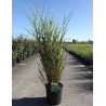 MISCANTHUS sinensis ZEBRINUS (Roseau de Chine, herbe à éléphant, eulalie) En pot de 15-20 litres forme buisson extra fort