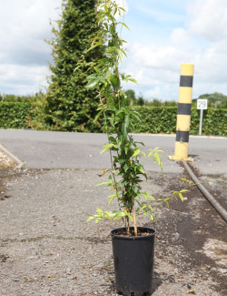 ROSA banksiae ALBA PLENA En pot de 4-5 litres