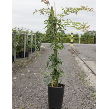 ROSA banksiae ROSEA (Rosier liane sans épines rose) En pot de 10-12 litres hauteur 150-175 cm
