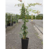 ROSA banksiae ROSEA (Rosier liane sans épines rose) En pot de 10-12 litres hauteur 150-175 cm