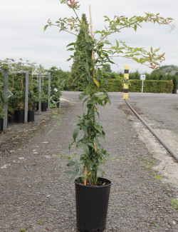 ROSA banksiae ALBA PLENA En pot de 10-12 litres