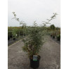 RUBUS thibetanus (Ronce ornementale du Tibet) En pot de 10-12 litres forme buisson