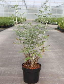 RUBUS thibetanus En pot de 3-4 litres