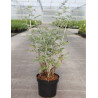 RUBUS thibetanus (Ronce ornementale du Tibet) En pot de 3-4 litres forme buisson