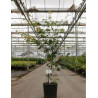 ACER pseudosieboldianum ARTIC JADE (Érable du Japon) En pot de 12-15 litres forme buisson