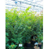 ACER pseudosieboldianum ARTIC JADE