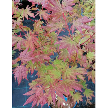 ACER pseudosieboldianum ARTIC JADE (Érable du Japon)