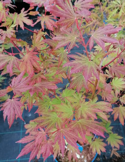 erable-de-coree-arctic-jade-acer-pseudosieboldianum-arctic-jade-1.jpg