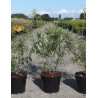 HIPPOPHAE rhamnoides (Argousier) En pot de 3-4 litres forme buisson