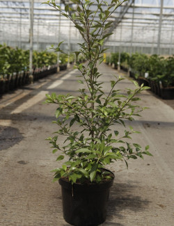 HOHERIA sexstylosa STARDUST En pot de 12-15 litres