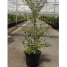 HOHERIA sexstylosa STARDUST (Hoheria) En pot de 12-15 litres forme buisson hauteur 080-100 cm