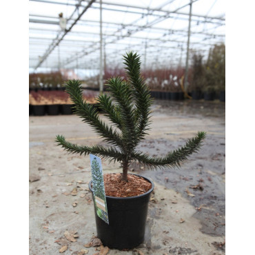 ARAUCARIA araucana En pot de 7-10 litres hauteur 030-050 cm