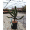 ARAUCARIA araucana (Désespoir des singes) En pot de 7-10 litres forme tige hauteur du tronc 030-050 cm