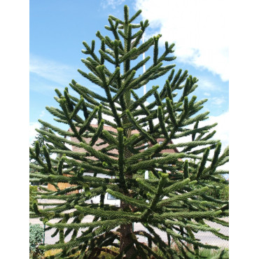 ARAUCARIA araucana (Désespoir des singes)