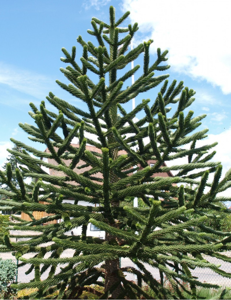 ARAUCARIA araucana (Désespoir des singes)