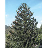 ARAUCARIA araucana (Désespoir des singes)