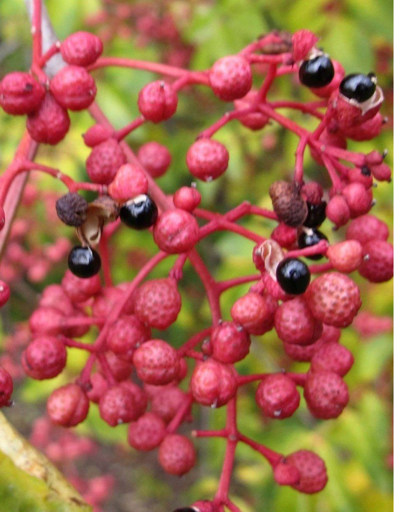 ZANTHOXYLUM simulans (Poivrier du Sichuan)