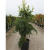 CRYPTOMERIA japonica KYARA GOLD® (Cèdre du Japon doré de Kyara) En pot de 15-20 litres hauteur 125-150 cm