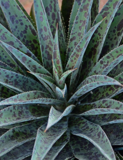 MANGAVE mad about PINEAPPLE EXPRESS