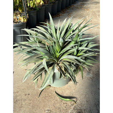MANGAVE mad about PINEAPPLE EXPRESS® (Mangave) En pot de 7-10 litres forme buisson