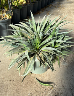 MANGAVE mad about PINEAPPLE EXPRESS En pot de 7-10 litres