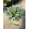 MANGAVE mad about PINEAPPLE EXPRESS® (Mangave) En pot de 7-10 litres forme buisson