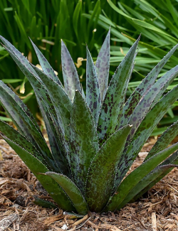 MANGAVE mad about PINEAPPLE EXPRESS