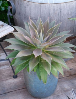 MANGAVE mad about LAVENDER LADY