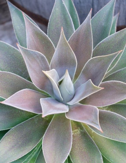 MANGAVE mad about LAVENDER LADY