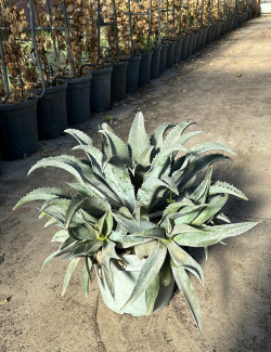 MANGAVE mad about SILVER FOX En pot de 7-10 litres