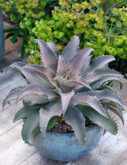 MANGAVE mad about SILVER FOX