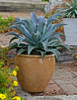 MANGAVE mad about SILVER FOX