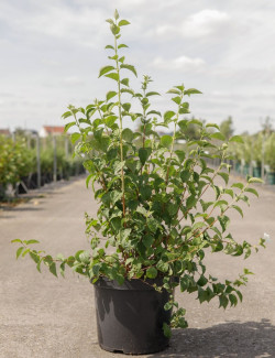 PHILADELPHUS minnesota SNOWFLAKE En pot de 10-12 litres buisson hauteur 080-100 cm