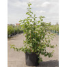 PHILADELPHUS minnesota SNOWFLAKE (Seringat des jardins) En pot de 10-12 litres forme buisson hauteur 080-100 cm