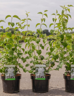 PHILADELPHUS minnesota SNOWFLAKE En pot de 3-4 litres buisson hauteur 040-060 cm