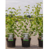 PHILADELPHUS minnesota SNOWFLAKE (Seringat des jardins) En pot de 3-4 litres forme buisson