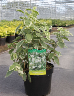 PHILADELPHUS coronarius VARIEGATUS En pot de 3-4 litres buisson hauteur 030-040 cm