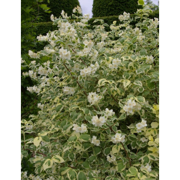 PHILADELPHUS coronarius VARIEGATUS (Seringat des jardins)