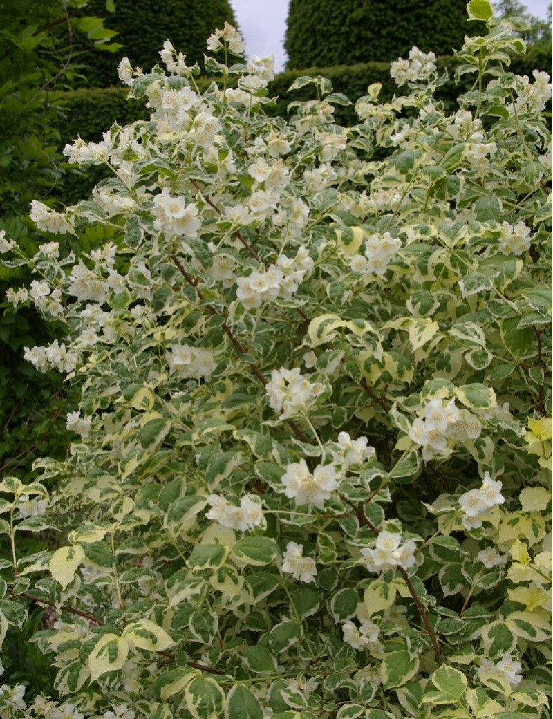 PHILADELPHUS coronarius VARIEGATUS (Seringat des jardins)