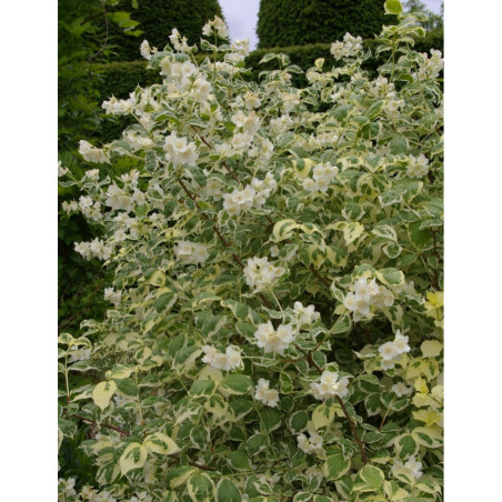 PHILADELPHUS coronarius VARIEGATUS (Seringat des jardins)