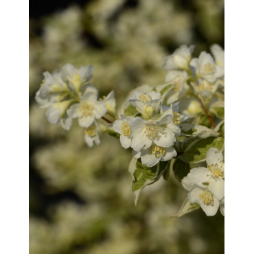 PHILADELPHUS coronarius VARIEGATUS (Seringat des jardins)